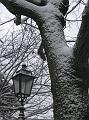 Neve (72)